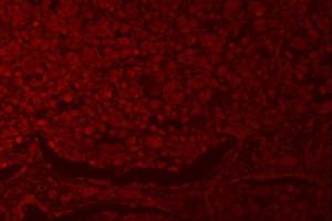 anti-Ring Finger Protein 40, E3 Ubiquitin Protein Ligase (RNF40) (AA 99-537) antibody