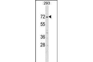 ZN Antibody (Center) (ABIN1538064 and ABIN2850067) western blot analysis in 293 cell line lysates (35 μg/lane). (ZNF643 anticorps  (AA 205-231))