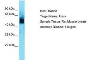 Image no. 1 for anti-UNC Homeobox (UNCX) (AA 72-121) antibody (ABIN6750269) (UNCX anticorps  (AA 72-121))