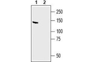 Western blot analysis of mouse brain lysate: - 1.