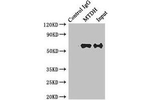 Immunoprecipitating MTDH in Hela whole cell lysate Lane 1: Rabbit control IgG instead of (1 μg) instead of ABIN7165774 in Hela whole cell lysate. (MTDH anticorps  (AA 1-260))
