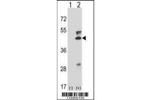 Western blot analysis of Map2k5 using rabbit polyclonal Mouse Map2k5 Antibody using 293 cell lysates (2 ug/lane) either nontransfected (Lane 1) or transiently transfected (Lane 2) with the Map2k5 gene.