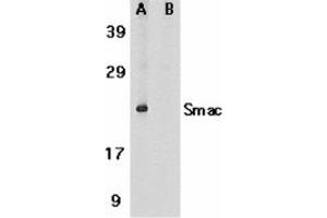 Image no. 2 for anti-Second Mitochondria-Derived Activator of Caspase (DIABLO) (AA 225-239) antibody (ABIN204877) (DIABLO anticorps  (AA 225-239))
