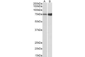 ABIN570995 (0. (XPNPEP1 anticorps  (C-Term))