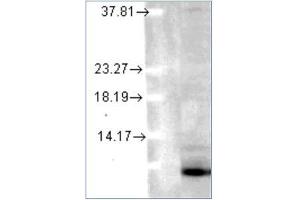 Western blot analysis of Ubiquitin in human cell lines using a 1/1000 dilution of AM12039PU (Clone 6C11-B3) (Ubiquitin anticorps)