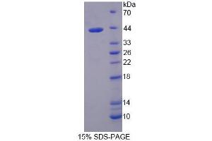 SDS-PAGE analysis of Mouse TIF1b Protein. (KAP1 Protéine)