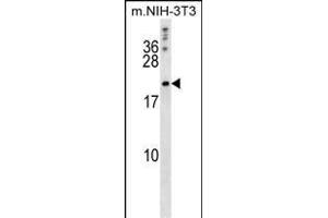 BCLW Antibody (BH3) (R) western blot analysis in mouse NIH-3T3 cell line lysates (35 μg/lane).