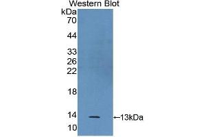Western Blotting (WB) image for anti-S100 Calcium Binding Protein A2 (S100A2) (AA 2-98) antibody (ABIN1078502) (S100A2 anticorps  (AA 2-98))