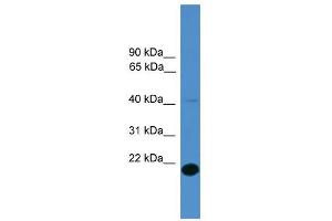 WB Suggested Anti-TMEM166 Antibody Titration: 0. (TMEM166 anticorps  (Middle Region))