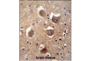 TDRD7 antibody (C-term) (ABIN654935 and ABIN2844578) immunohistochemistry analysis in formalin fixed and paraffin embedded human brain tissue followed by peroxidase conjugation of the secondary antibody and DAB staining.