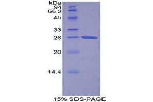 SDS-PAGE analysis of Human Torsin 2A Protein.