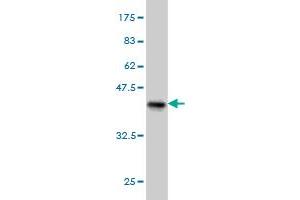 Western Blot detection against Immunogen (37.
