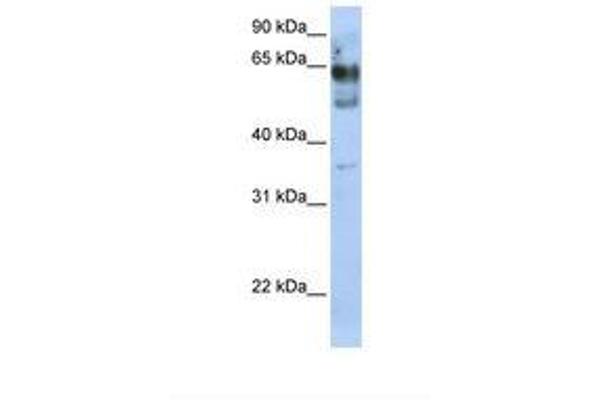 ZNF564 anticorps  (AA 110-159)