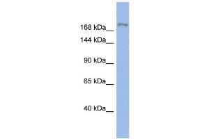 WB Suggested Anti-BAZ1A Antibody Titration:  0. (BAZ1A anticorps  (Middle Region))