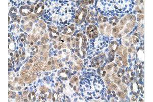 Image no. 1 for anti-Solute Carrier Family 46, Member 3 (SLC46A3) (N-Term) antibody (ABIN205029) (SLC46A3 anticorps  (N-Term))