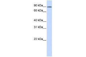 C2orf3 antibody used at 0. (GCFC2 anticorps  (N-Term))