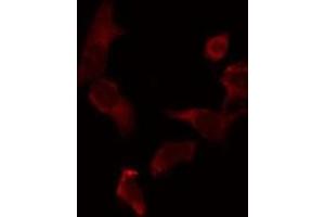 ABIN6275344 staining 293 by IF/ICC.