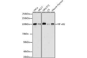 Western blot analysis of extracts of various cell lines, using NF-κB2 antibody (ABIN6134836, ABIN6144575, ABIN6144578 and ABIN7101777) at 1:1000 dilution. (NFKB2 anticorps)