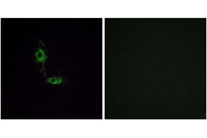 Immunofluorescence analysis of HeLa cells, using GluR1 (Ab-849) Antibody. (Glutamate Receptor 1 anticorps  (AA 816-865))