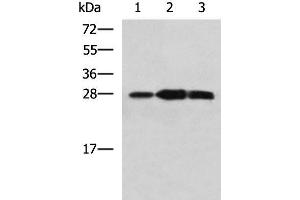 Western blot analysis of Mouse kidney tissue Raji and Jurkat cell lysates using PLEKHF2 Polyclonal Antibody at dilution of 1:1400 (PLEKHF2 anticorps)