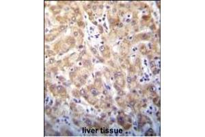 STX2 Antibody (Center) (ABIN656401 and ABIN2845695) immunohistochemistry analysis in formalin fixed and paraffin embedded human liver tissue followed by peroxidase conjugation of the secondary antibody and DAB staining. (STX2 anticorps  (AA 123-152))