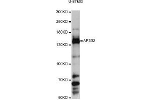 Western blot analysis of extracts of U-87MG cells, using AP3B2 antibody (ABIN6291770) at 1:3000 dilution.