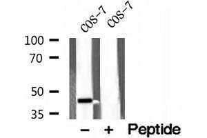 Western blot analysis of extracts of COS-7 cells, using ACADS antibody. (ACADS anticorps)