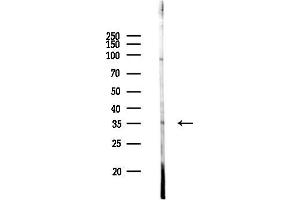 Western blot analysis of lysates from Rat brain, using GPS2 Antibody at 1/1000 dilution.