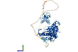 AlphaFold protein structure predicition of Mouse Recombinant Poll Protein, UniprotID Q9QXE2