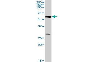 STAU1 MaxPab polyclonal antibody.