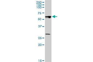 STAU1 MaxPab polyclonal antibody. (STAU1/Staufen anticorps  (AA 1-577))