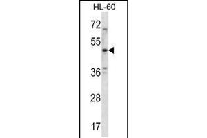 Western blot analysis in HL-60 cell line lysates (35ug/lane). (5HT1B Receptor anticorps  (AA 225-253))