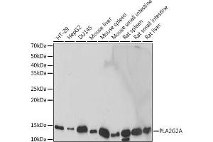 Western blot analysis of extracts of various cell lines, using PLG2A antibody (ABIN7269334) at 1:1000 dilution. (PLA2G2A anticorps)