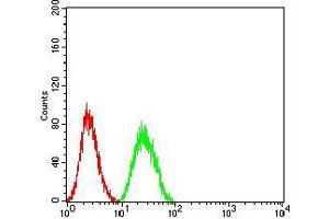 Flow cytometric analysis of Hela cells using CALB2 mouse mAb (green) and negative control (red).