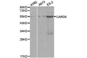 Western Blotting (WB) image for anti-Caspase Recruitment Domain Family, Member 8 (CARD8) antibody (ABIN1871444) (CARD8 anticorps)