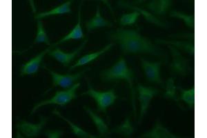 Anti-DYNC1LI1 mouse monoclonal antibody (ABIN2452964) immunofluorescent staining of COS7 cells transiently transfected by pCMV6-ENTRY DYNC1LI1 (RC222010). (DYNC1LI1 anticorps)