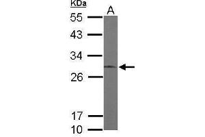 WB Image Sample (50 ug of whole cell lysate) A: Mouse brain 12% SDS PAGE antibody diluted at 1:1000 (ERP29 anticorps)