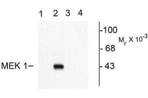 Image no. 1 for anti-Mitogen-Activated Protein Kinase Kinase 1 (MAP2K1) (pThr292) antibody (ABIN372665) (MEK1 anticorps  (pThr292))