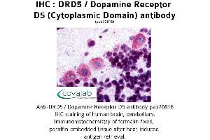 Image no. 1 for anti-Dopamine Receptor D5 (DRD5) (3rd Cytoplasmic Domain) antibody (ABIN1733787) (DRD5 anticorps  (3rd Cytoplasmic Domain))
