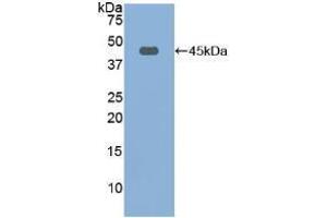 Western blot analysis of recombinant Rat FBLN1. (Fibulin 1 anticorps  (AA 127-243))