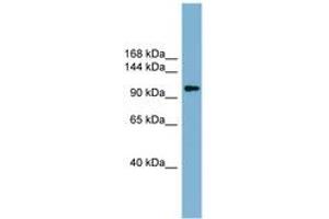 Image no. 1 for anti-ATP Citrate Lyase (ACLY) (AA 451-500) antibody (ABIN6743123) (ACLY anticorps  (AA 451-500))