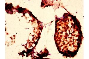 IHC image of ABIN7163362 diluted at 1:200 and staining in paraffin-embedded human testis tissue performed on a Leica BondTM system. (PLTP anticorps  (AA 18-493))