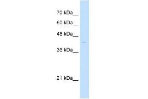 PHF6 antibody (20R-1279) used at 0. (PHF6 anticorps  (N-Term))