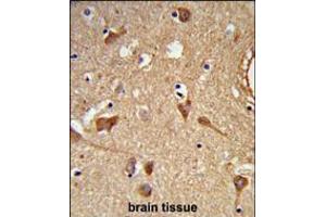 Formalin-fixed and paraffin-embedded human brain tissue reacted with ALDH2 Antibody, which was peroxidase-conjugated to the secondary antibody, followed by DAB staining.