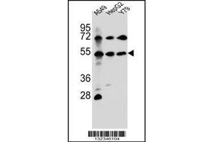 Western blot analysis in A549,HepG2,Y79 cell line lysates (35ug/lane). (FGFRL1 anticorps  (N-Term))