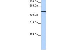 WB Suggested Anti-TRIP6 Antibody Titration:  0. (TRIP6 anticorps  (Middle Region))