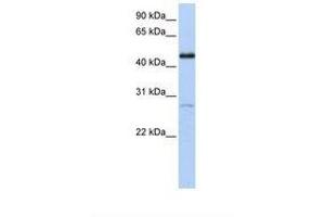 Image no. 1 for anti-Nuclear Receptor Subfamily 2, Group F, Member 1 (NR2F1) (AA 326-375) antibody (ABIN6738412) (NR2F1 anticorps  (AA 326-375))