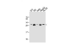 All lanes : Anti-EIF4E2 Antibody at 1:2000 dilution Lane 1: 293 whole cell lysate Lane 2: RD whole cell lysate Lane 3: Hela whole cell lysate Lane 4: HepG2 whole cell lysate Lane 5: HL-60 whole cell lysate Lysates/proteins at 20 μg per lane. (EIF4E2 anticorps)