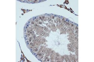 Immunohistochemistry of paraffin-embedded rat testis using RanBP9 Rabbit mAb (ABIN7267862) at dilution of 1:100 (40x lens).