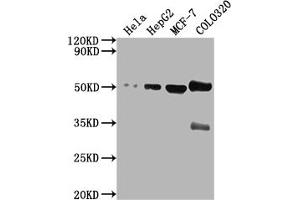 Western Blot Positive WB detected in: Hela whole cell lysate, HepG2 whole cell lysate, MCF-7 whole cell lysate, COLO320 whole cell lysate All lanes: CALR antibody at 1:2000 Secondary Goat polyclonal to rabbit IgG at 1/50000 dilution Predicted band size: 49 kDa Observed band size: 49 kDa (Calreticulin anticorps  (AA 185-196))